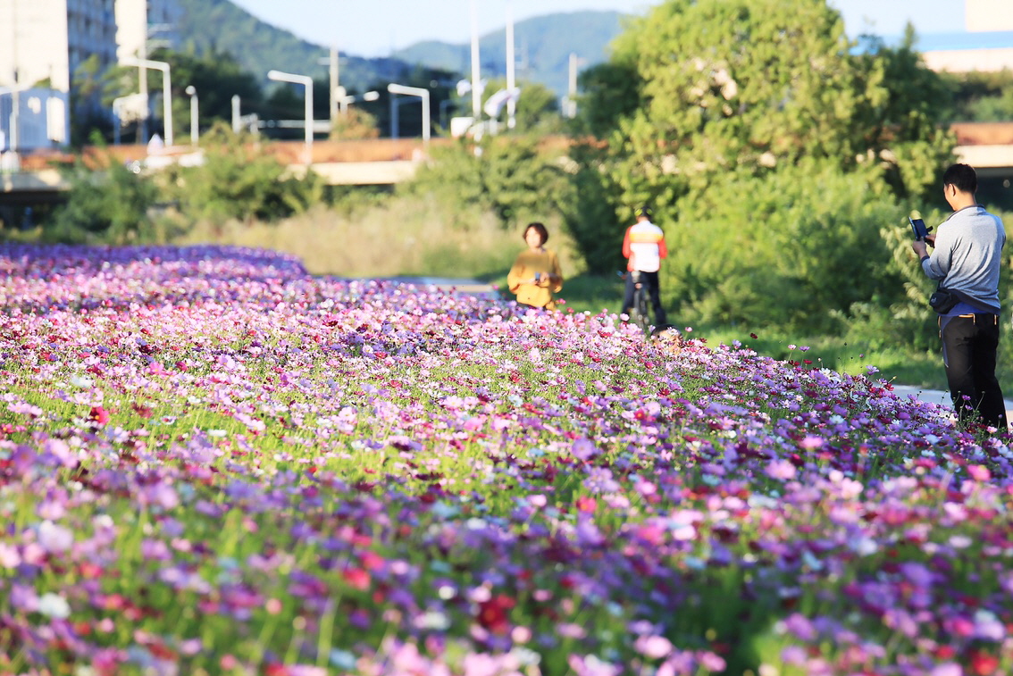 대천천변 꽃 사진