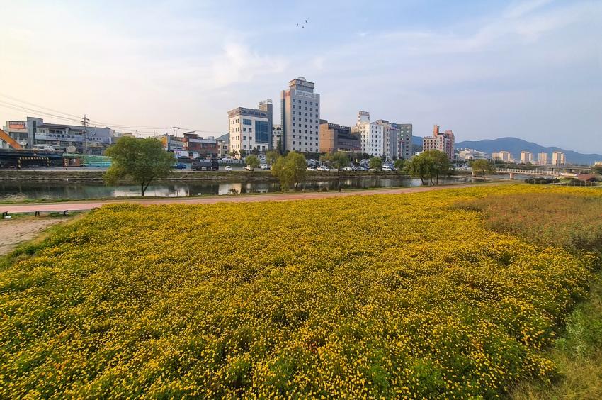 보령시 대천천변에서 ‘꽃 구경하며 운동하세요’